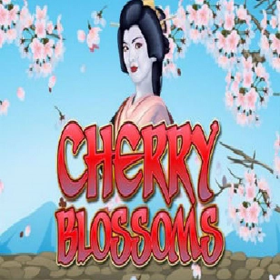 cherry blossoms